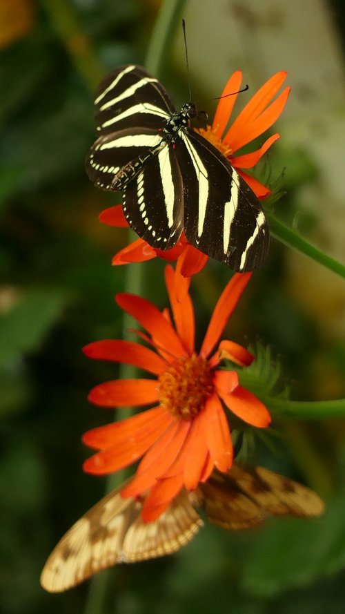 butterfly  nature  insect