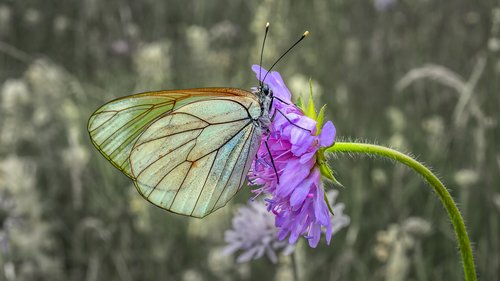 butterfly  insect  gassed