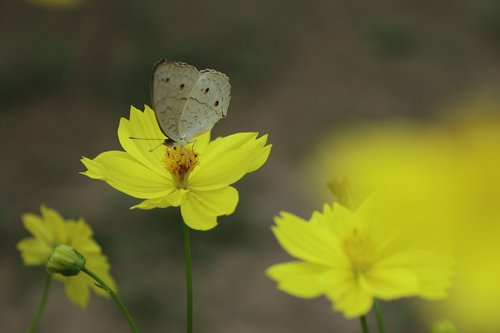 butterfly  yellow flower  gardening