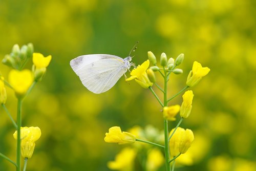 butterfly  yellow  flower