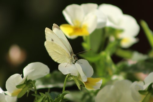 butterfly  flower  summer