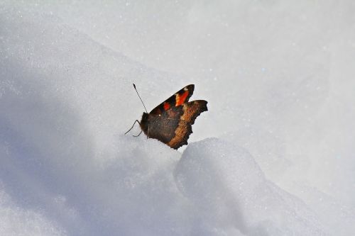 butterfly snow winter