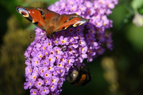butterfly  flower  bug