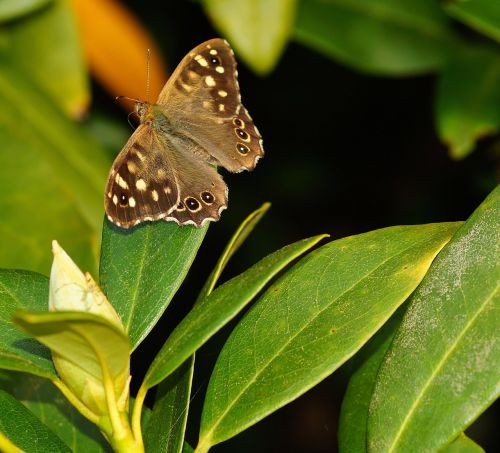 butterfly forest board game macro