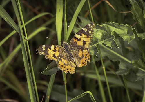 butterfly  insect  nature