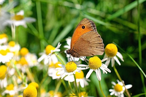 butterfly  daisy  nature