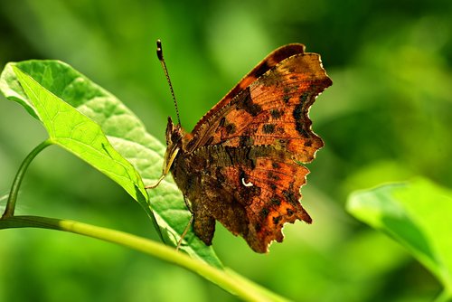 butterfly  insect  animal