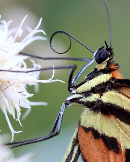 butterfly  macro  brightness