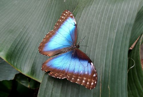 butterfly nature blue