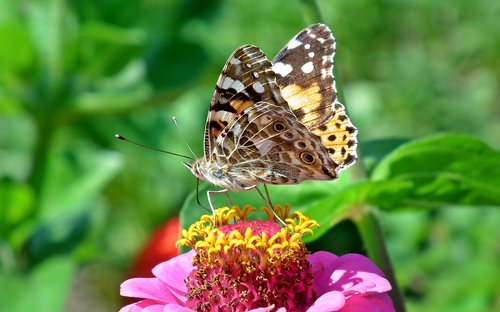 butterfly  insect  flower