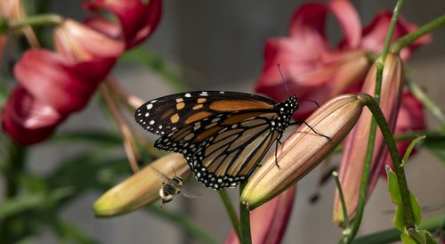 butterfly  monarch  bee