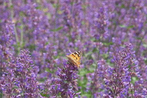 butterfly  flowers  meadow
