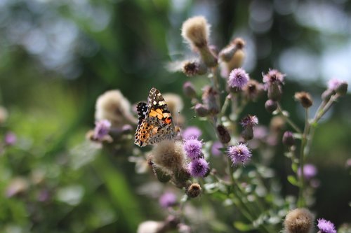 butterfly  nature  insect