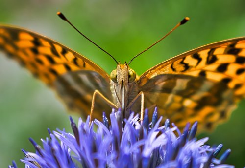 butterfly  orange  wings
