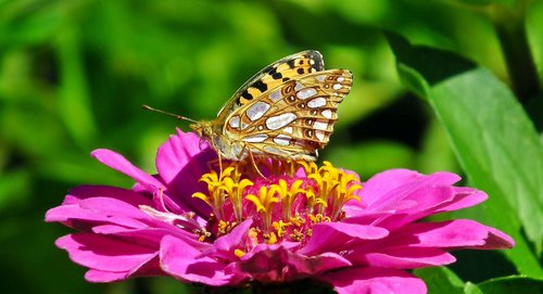 butterfly  flower  insect