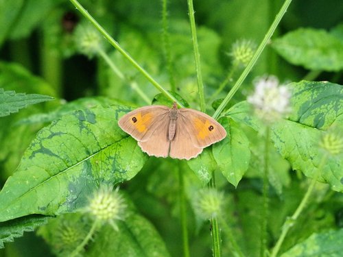 butterfly  meadow birds  insect