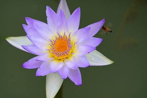 butterfly  flower  nature