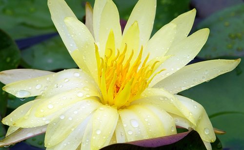 butterfly  flower  nature