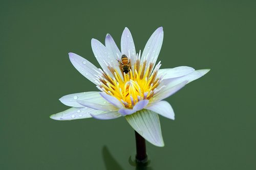 butterfly  flower  nature