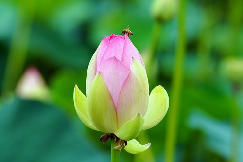 butterfly  flower  nature