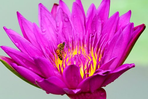 butterfly  flower  nature