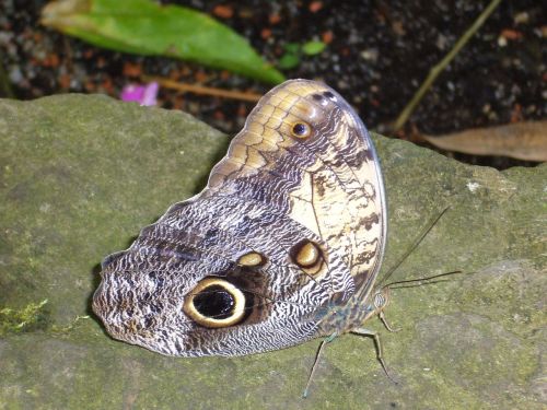 butterfly violet stone