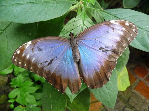 butterfly butterfly house mainau blue