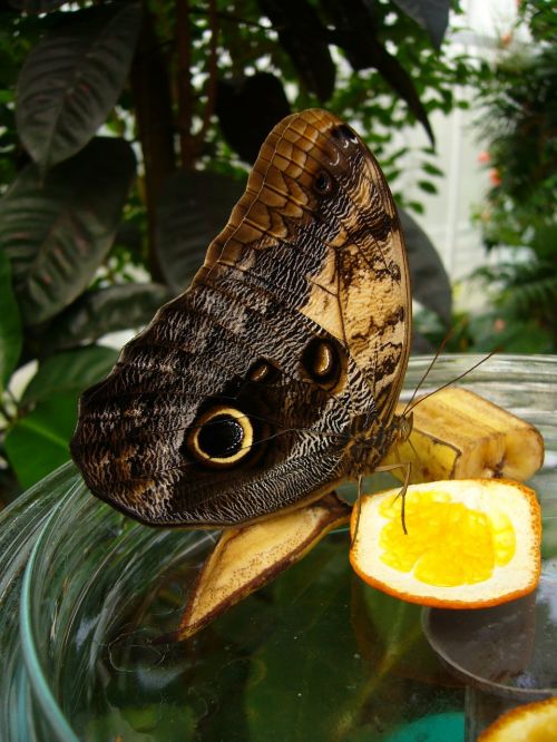 butterfly insect butterfly house mainau