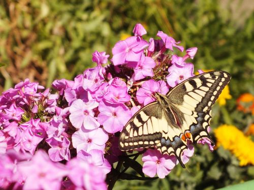 butterfly flower bloom