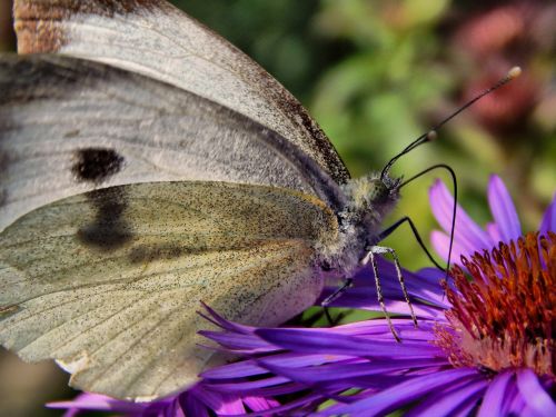 butterfly cabbage white wings