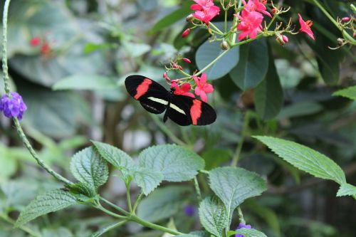 butterfly leaves nature