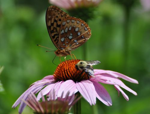 butterfly flower nature