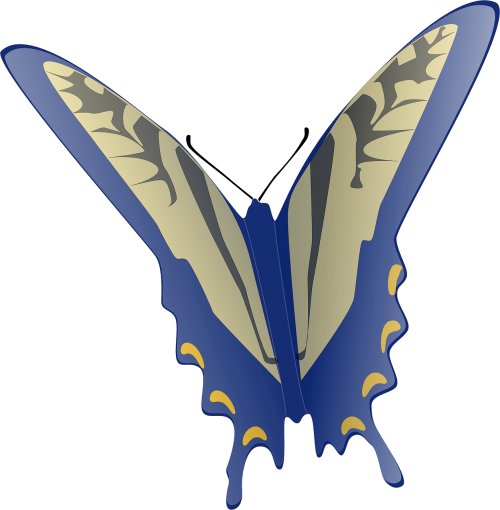 butterfly gray blue