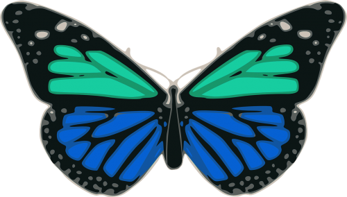 butterfly blue turquoise