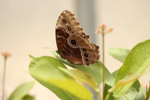 butterfly insect brown