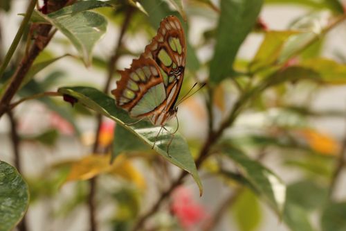 butterfly green plant