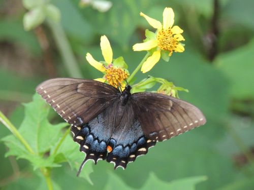 butterfly insect black