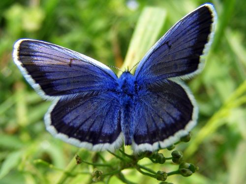 butterfly blue nature