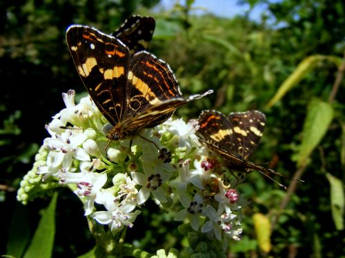 butterfly insecta grass