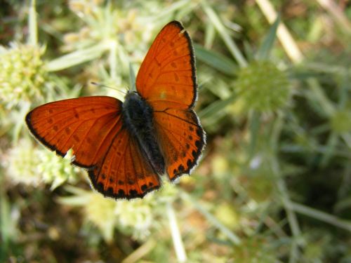 butterfly red insecta