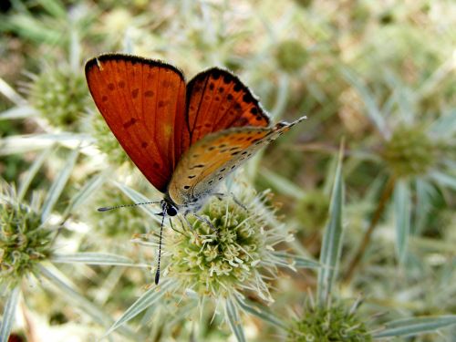 butterfly red insecta