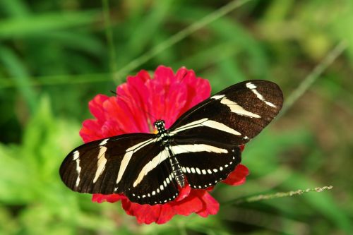 butterfly zinnia nature