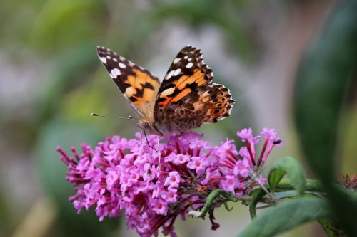 butterfly animal insect