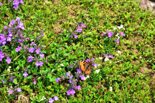 butterfly insect fly