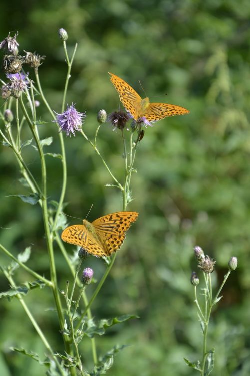 butterfly flower spring