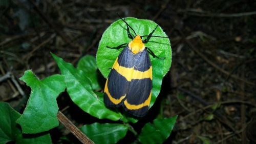 butterfly moth insect
