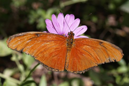 butterfly orange flower