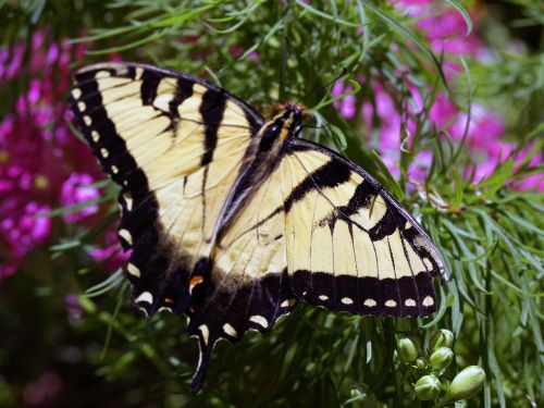 butterfly yellow insect