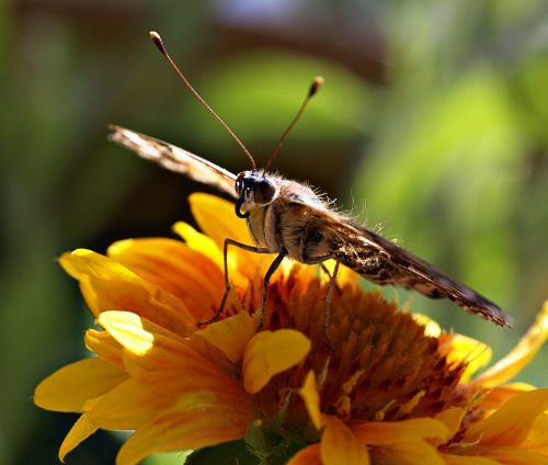 butterfly insect flower