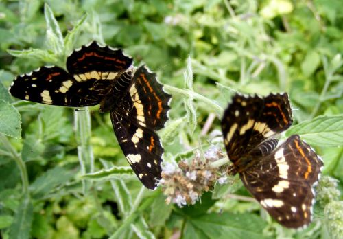 butterfly brown leaf